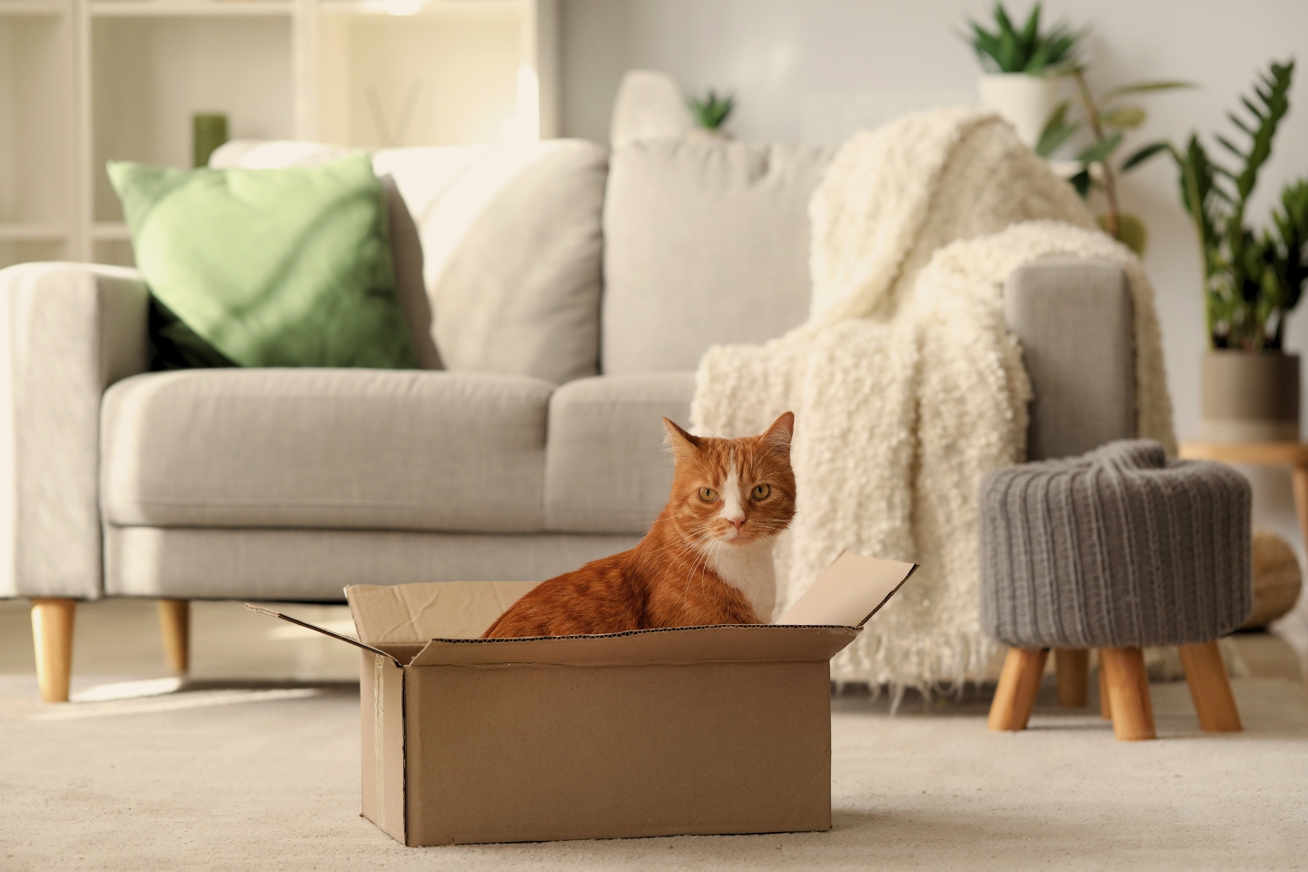 un chat assis dans une boîte en carton au milieu d'un salon fixe l'objectif. canapé et coussins en arrière plan.